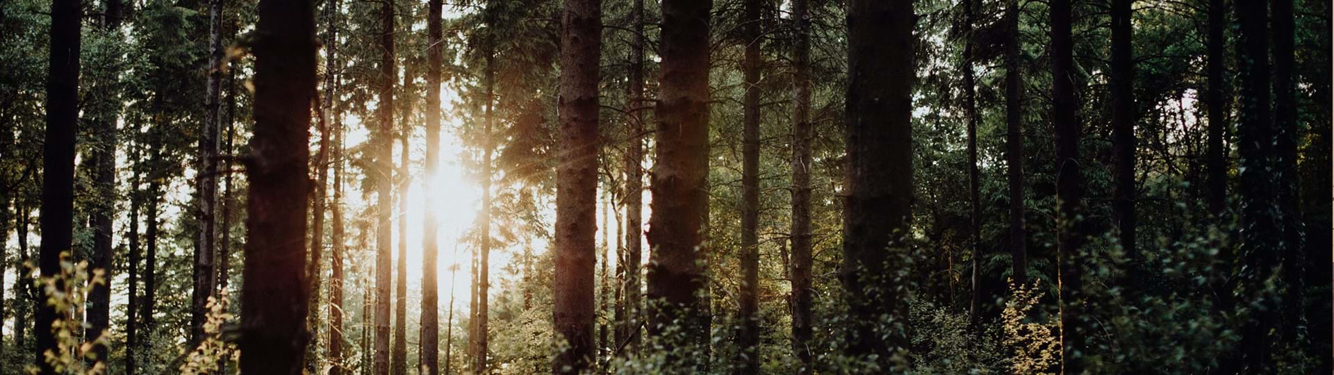 Sunlight shining through dense forest