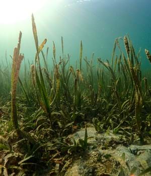 An underwater shot of seagrass on a seabed